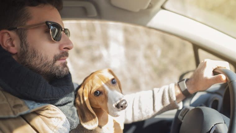 Dog Owner Survey Finds That Canines Don’t Make Great Driving Companions