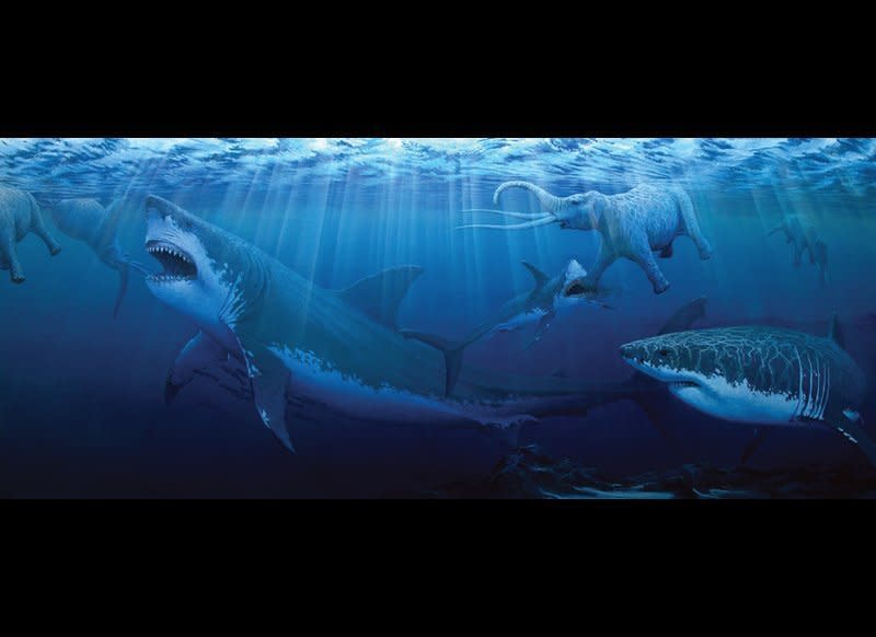 Five million years ago, several Anacus - a straight-tusked member of the elephant family - have been caught in a flash flood and drowned. Washed out to sea, they attract two adult and a juvenile mega-shark named Carcharodon megalodon - at around 60 feet, probably the largest shark known.    Acrylic painting, 2000.