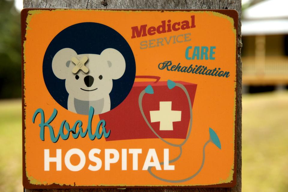 Koala hospital Australia bushfires