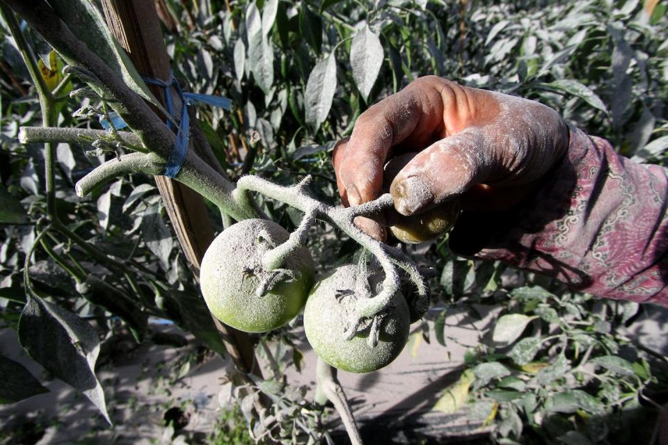 A farmer shows her tomatoes after a 2023 Mount Merapi eruption at Tlogolele village, Indonesia. <a href="https://www.gettyimages.com/detail/news-photo/farmer-shows-tomatoes-in-her-fields-after-mount-merapi-news-photo/1248214796" rel="nofollow noopener" target="_blank" data-ylk="slk:Bram Selo/Xinhua via Getty Images;elm:context_link;itc:0;sec:content-canvas" class="link ">Bram Selo/Xinhua via Getty Images</a>