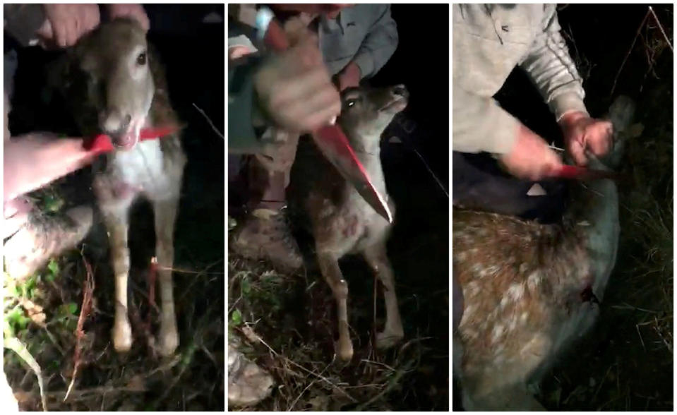 Sickening footage shows Price stabbing the deer in the torso and then another unidentified man cutting its throat. (SWNS)