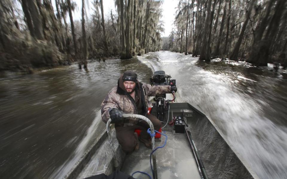 In this photo made Wednesday, Feb. 26, 2014, U.S. Fish and Wildlife officer John Stephens pilots a boat though cypress trees during a tour Caddo Lake near Uncertain, Texas. Scientists and researchers from a half-dozen state, federal and private agencies are planning to release up to 50 paddlefish into this Texas lake they once called home. (AP Photo/LM Otero)