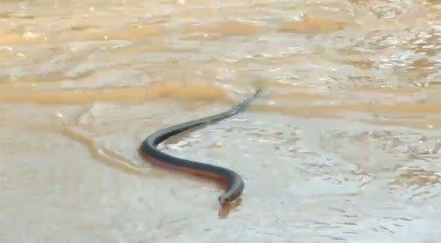 A red-bellied black snake struggles in Sydney's floodwaters. Picture: Jason Webster