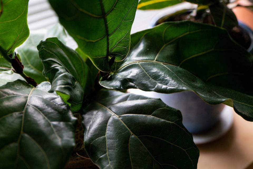 detail of fiddle leaf fig house plant in natural window light