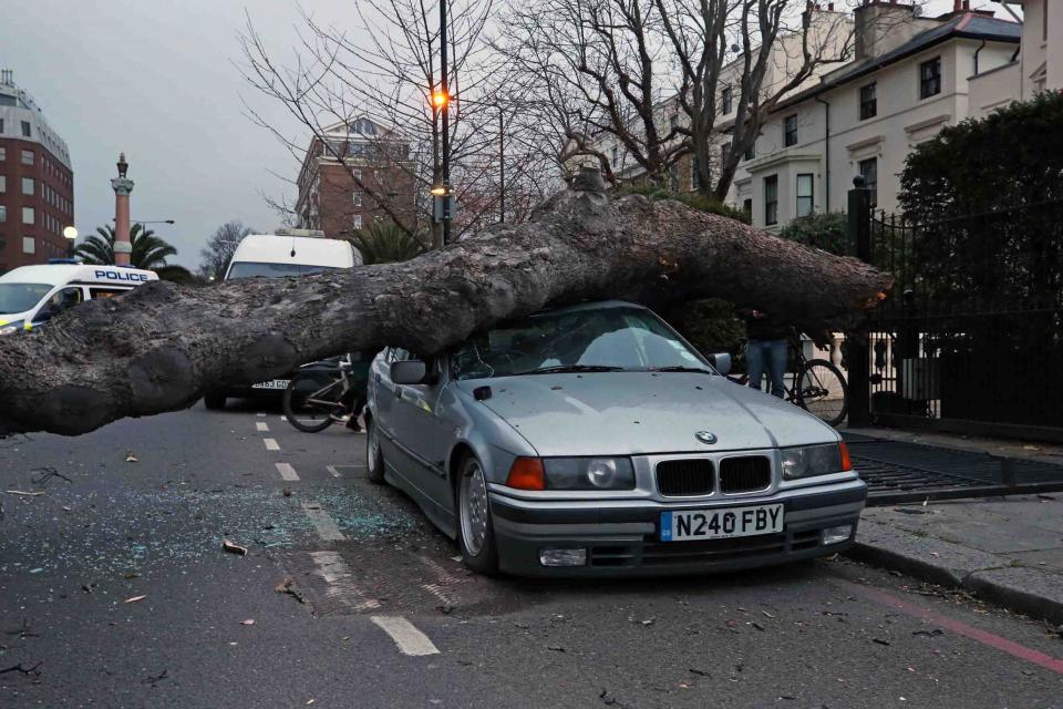 A tree is blown over onto a car in Warwick Gardens, Kensington (NIGEL HOWARD)
