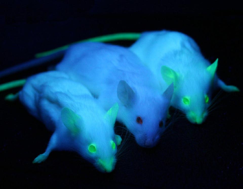 Dos ratones transgénicos que expresan la proteína GFP flanquean a otro sin esa modificación genética. <a href="https://commons.wikimedia.org/wiki/File:GFP_Mice_01.jpg" rel="nofollow noopener" target="_blank" data-ylk="slk:Kuebi / Wikimedia Commons;elm:context_link;itc:0;sec:content-canvas" class="link ">Kuebi / Wikimedia Commons</a>, <a href="http://creativecommons.org/licenses/by/4.0/" rel="nofollow noopener" target="_blank" data-ylk="slk:CC BY;elm:context_link;itc:0;sec:content-canvas" class="link ">CC BY</a>