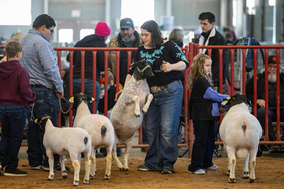 The Ziegler family walk their competition sheep into the arena for ‘The Flock’ competition at the Fort Worth Stock Show and Rodeo.