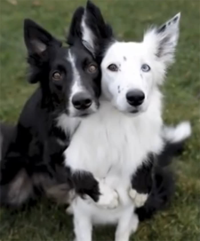 Dogs pose for heart-melting photo session!