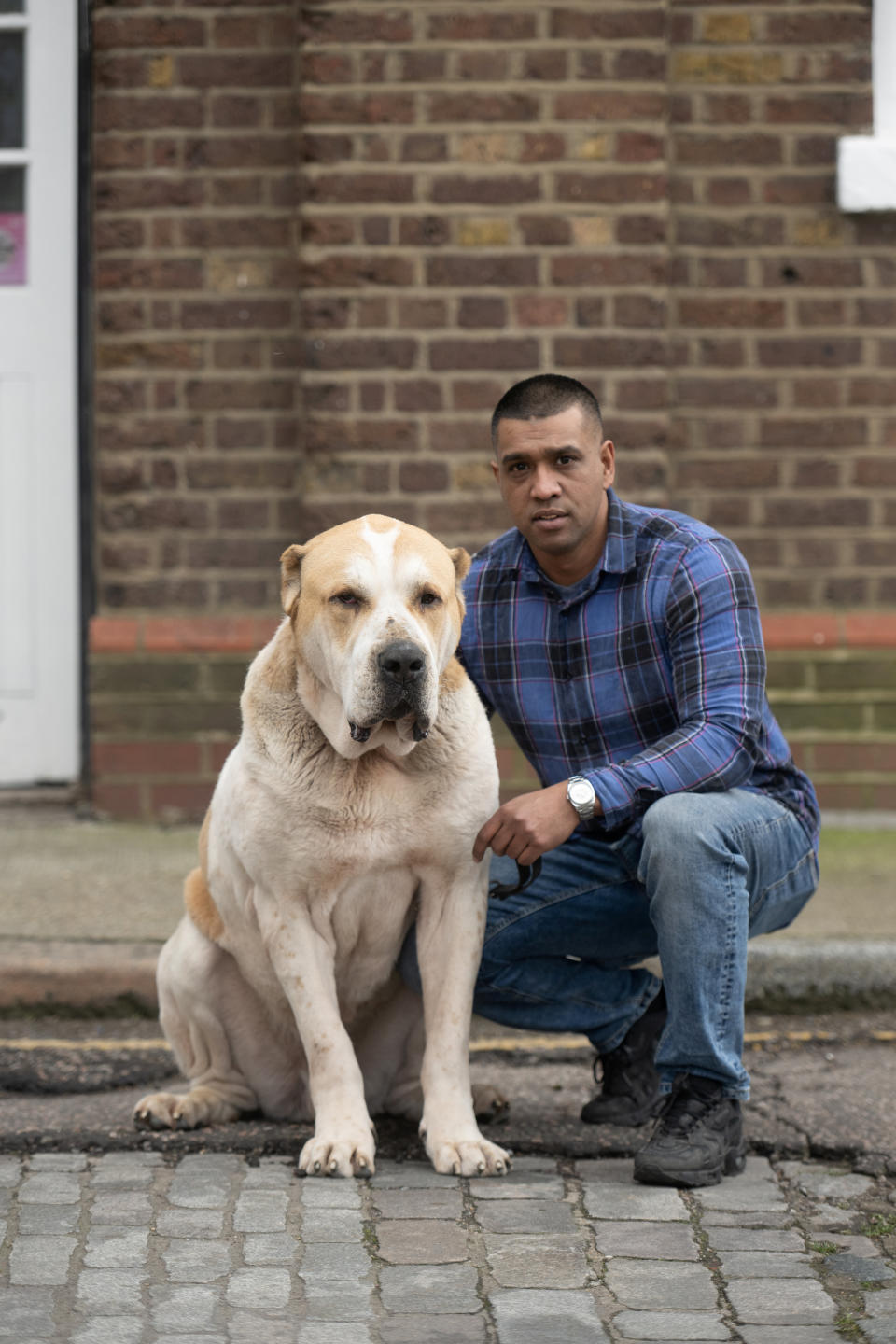 Jamal Miah says passers-by are often shocked when they see Kenzo, with many crossing the street to avoid walking past the huge dog. (SWNS) 