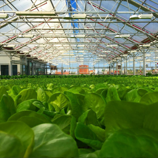 This greenhouse will feed Chicago local produce