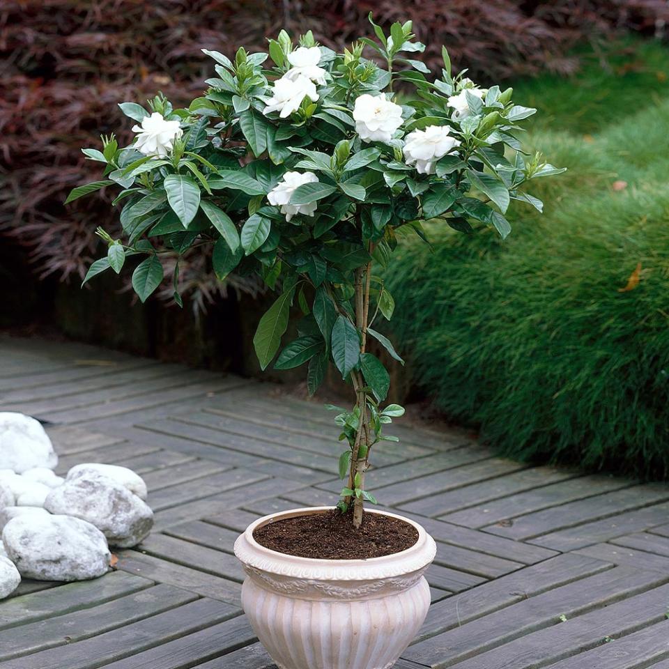 <p><a href="https://go.redirectingat.com?id=74968X1596630&url=https%3A%2F%2Fwww.fast-growing-trees.com%2Fproducts%2Fgardenia-tree%3F_pos%3D5%26_sid%3D1af25919f%26_ss%3Dr%26variant%3D13940814708788&sref=https%3A%2F%2Fwww.veranda.com%2Foutdoor-garden%2Fg60760217%2Ffront-door-plants%2F" rel="nofollow noopener" target="_blank" data-ylk="slk:Shop Now;elm:context_link;itc:0;sec:content-canvas" class="link ">Shop Now</a></p><p>Gardenia Tree</p><p>fast-growing-trees.com</p><p>$134.95</p><span class="copyright">Fast Growing Trees</span>