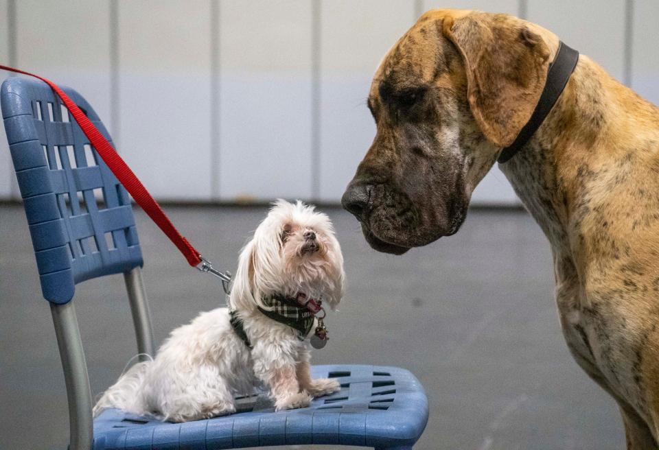 The Maltese have been around for millennia but are yet to win the main prize at Crufts