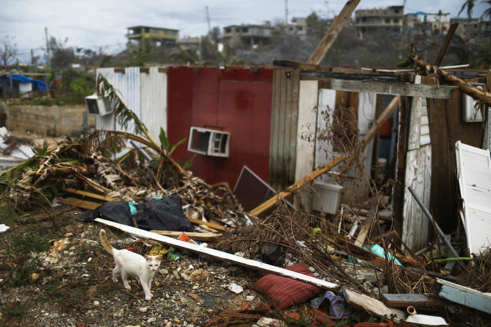 A cat next to a destroyed home about two weeks after Hurricane Maria.