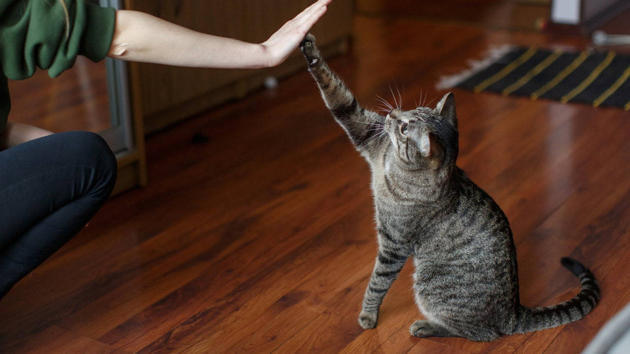 Grey cat high fives owner's hand