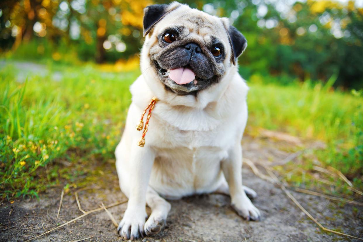 Little smiling pug sitting on sidewalk in summer park