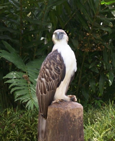 Philippine Eagle