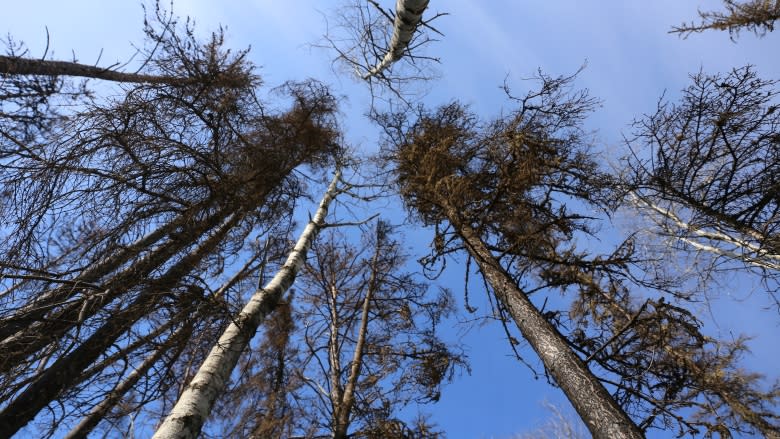 Fort McMurray forests rebounding after wildfire: study