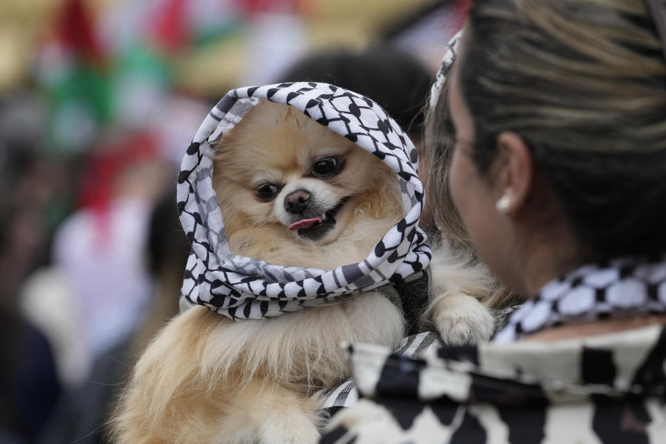 A pro-Palestinian demonstrator holds her dog as she protests against the participation of Israeli contestant Eden Golan ahead of the final of the Eurovision Song Contest in Malmo, Sweden, Saturday, May 11, 2024. Israeli contestant Eden Golan has become a focus for protests by pro-Palestinian demonstrators who want Israel kicked out of Eurovision over the war with Hamas. (AP Photo/Martin Meissner)