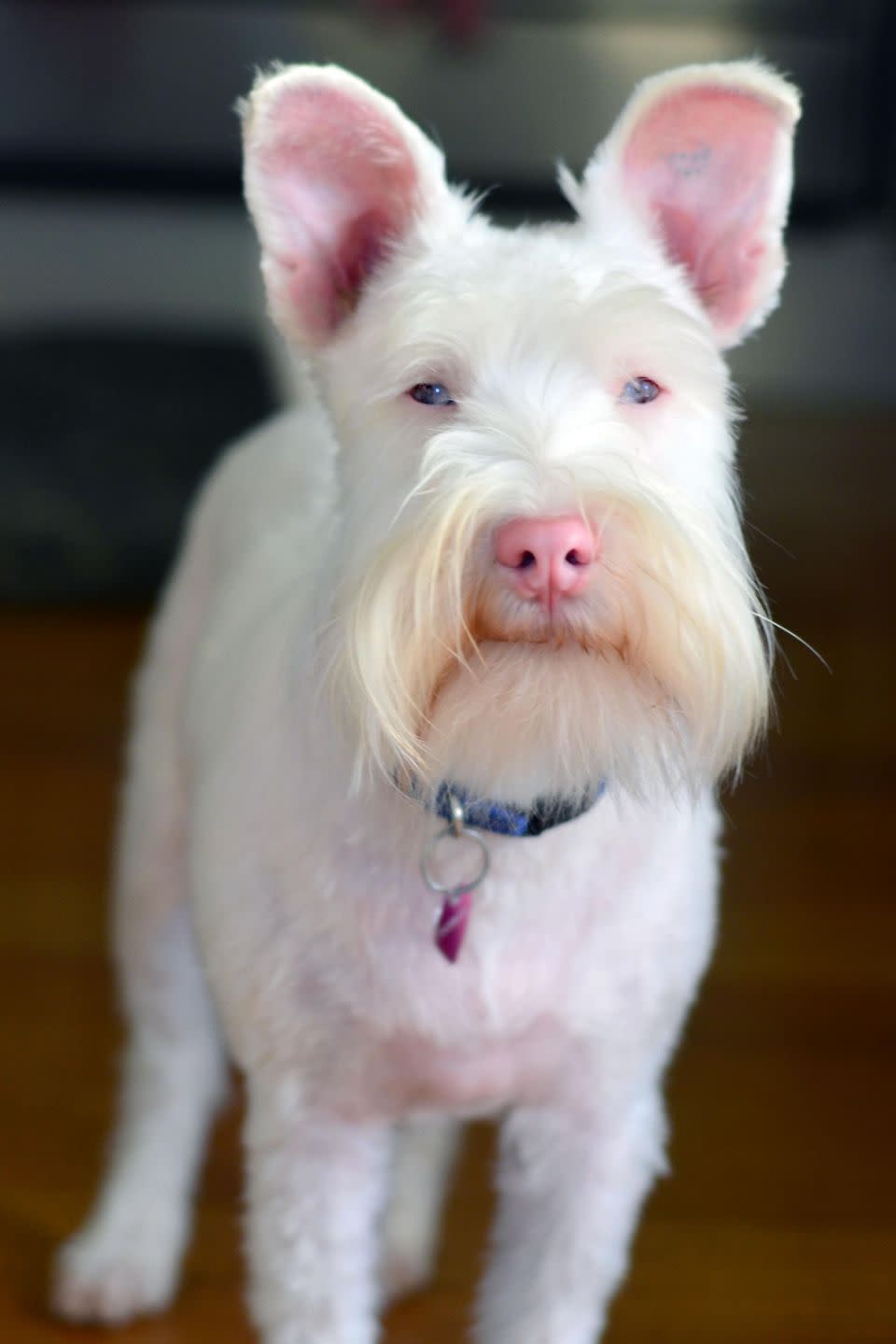 The Melbourne pooch is also at risk of developing fatal skin cancer so he needs to slather on special doggy sunscreen and wear sunglasses every time he goes outside. Photo: Caters News