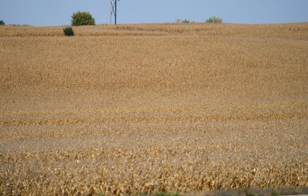 Fields of corn wait for harvest on a farm Friday, Oct. 8, 2021, near Garretson, S.D.