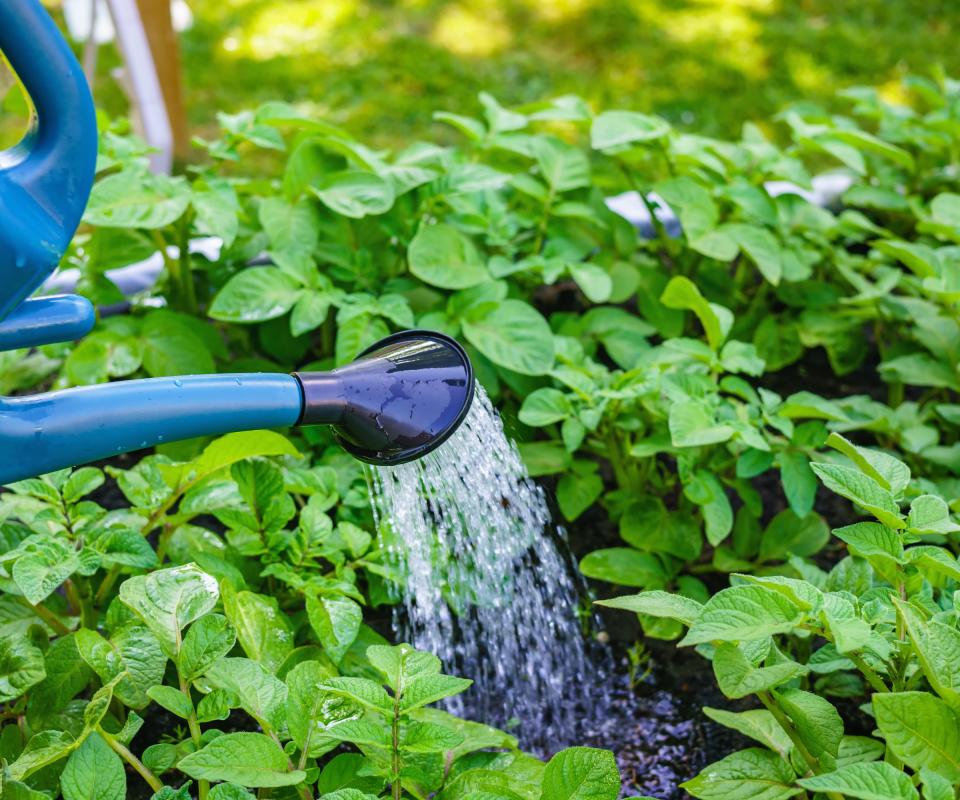 Potato plants being watered by hand using a watering can