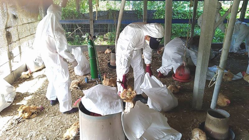 ▲屏東縣鹽埔鄉1處土雞場感染禽流感病毒，動物防疫所已赴該場執行撲殺作業，現場撲殺7,595隻紅羽土雞（約82日齡），並再次督導業者完成場區清潔及消毒工作，降低疫情傳播風險。（圖／屏東縣動物防疫所提供 , 2020.08.06）