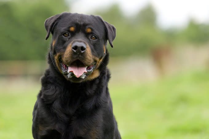 German Rottweiler dog in the park