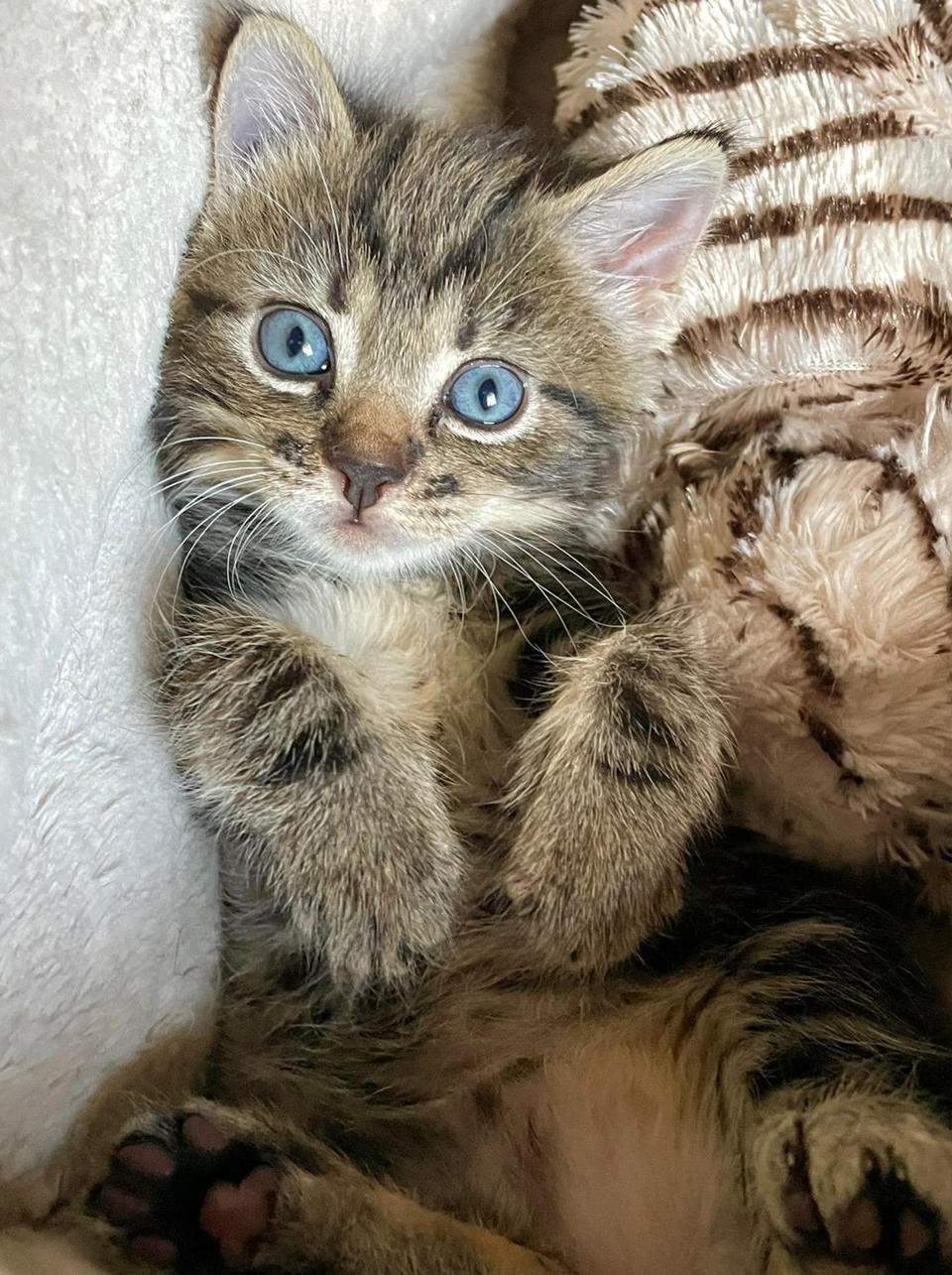 The kitten is now nearly eight weeks old and is said to be doing ‘amazingly’ (Cats Protection/PA)