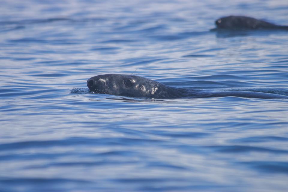 Gray seal