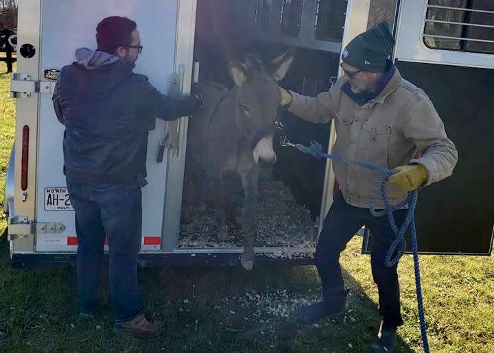 Jeffrey Dean Morgan, right, escorts Jack the donkey to his new home. The actor and his wife adopted Jack and his emu love, Diane. (Photo: Carolina Waterfowl Rescue/Facebook)