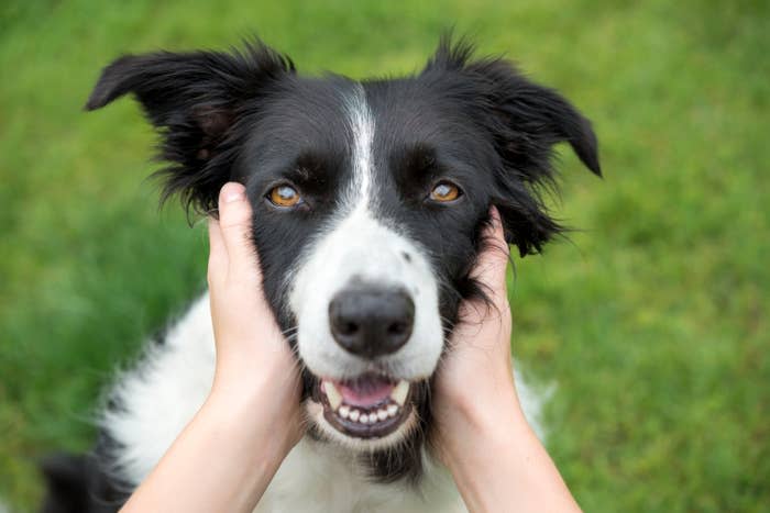 Person holding a smiling Border Collie's face, looking at the camera