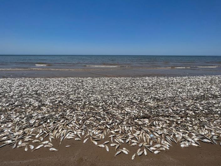 Rotting seaweed, dead fish, no sand: Climate change threatens to ruin US  beaches