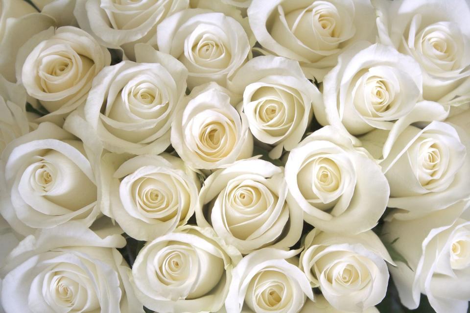 white roses background