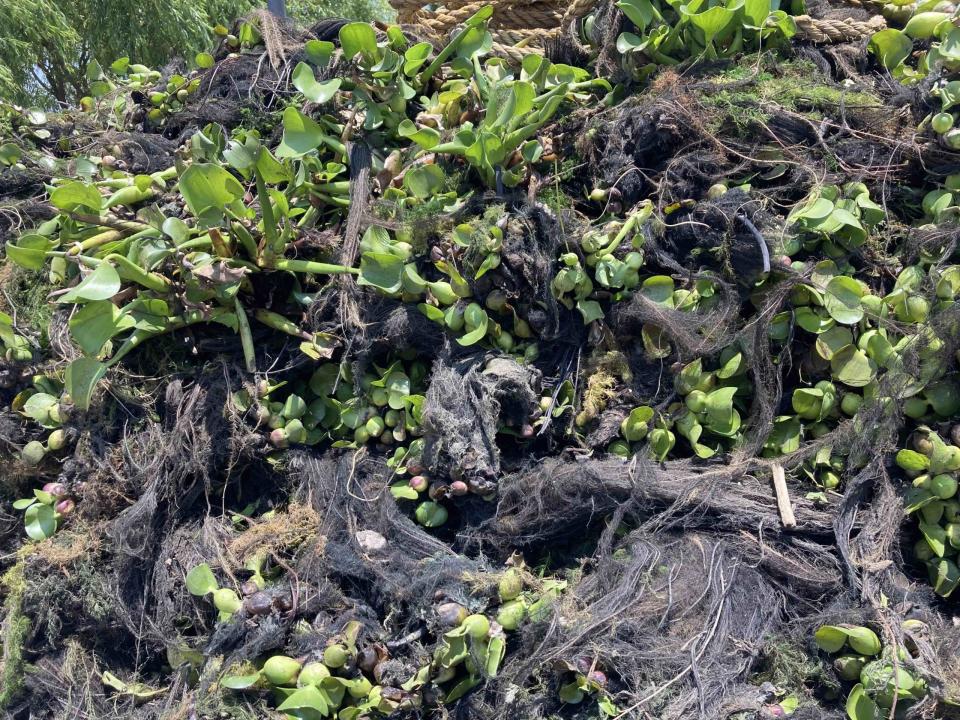 El lirio acuático es una planta que acumula mucha agua. Foto: Uriel Gámez.