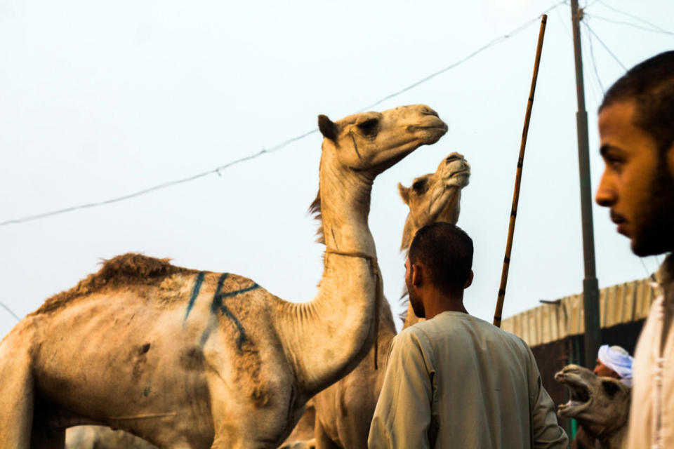 The largest market for camels in the Middle East