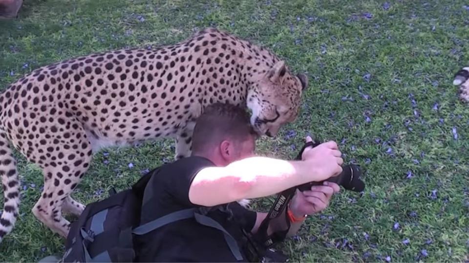 攝影師頭部突然遭到獵豹含住。圖／翻攝自YouTube