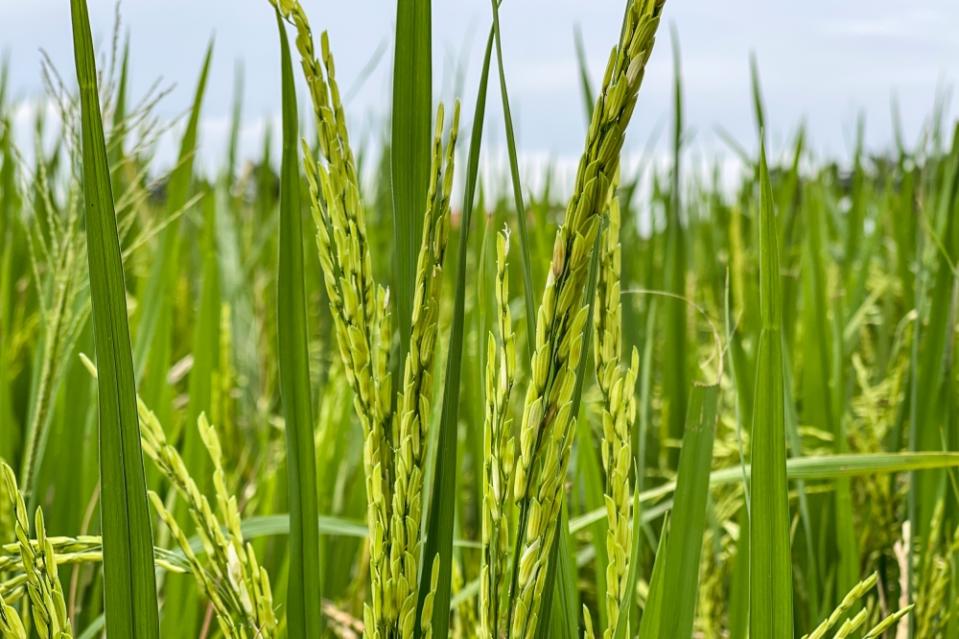 Elizabeth Gimbad, an anthropologist specialising in rice, agriculture and rural development in Sabah, said the crop situation in Malaysia can be traced back to the 1980s when the government made the pivot from food crops to agricultural commodities like palm oil and rubber. — Picture by Hari Anggara