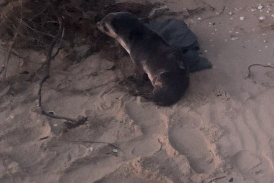 The picture shows the seal on the beach at night. A clear human footprint can be seen in the sand.