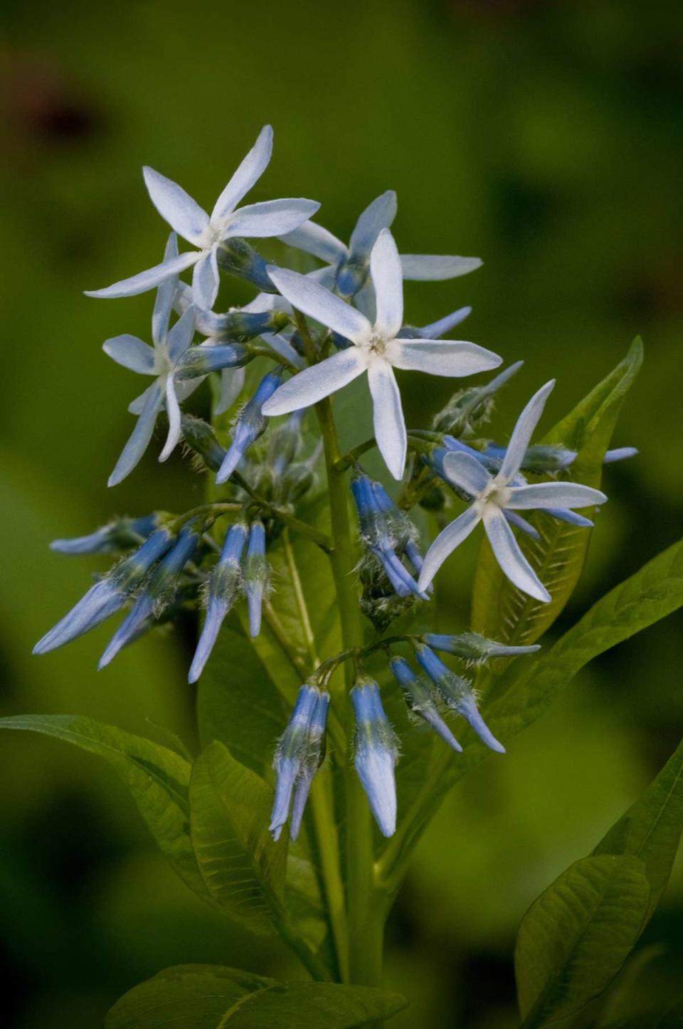 Eastern Bluestar