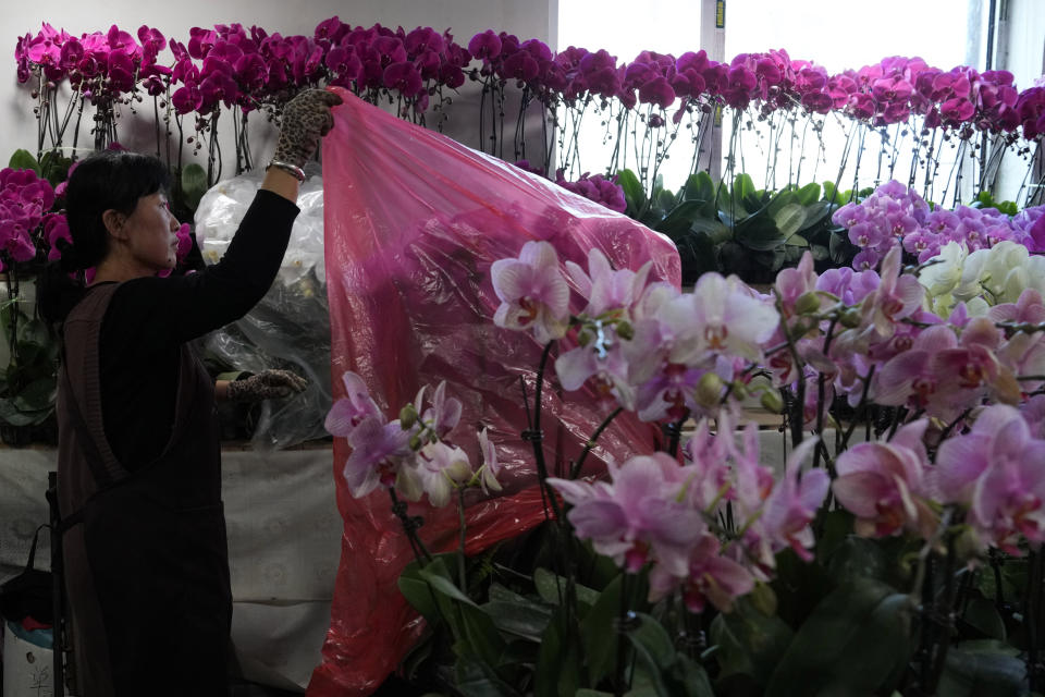 A worker removes protective plastic wrap from flowers on sale at a market in Beijing, Oct. 11, 2022. A meeting of the ruling Communist Party to install leaders gives President Xi Jinping, China's most influential figure in decades, a chance to stack the ranks with allies who share his vision of intensifying pervasive control over entrepreneurs and technology development. (AP Photo/Ng Han Guan)