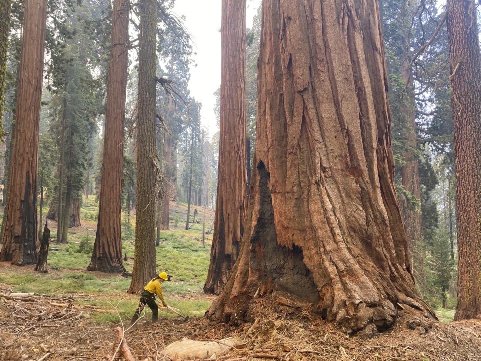 This July 2022 photo provided by the National Park Service shows a firefighter clear loose brush from around a Sequoia tree in Mariposa Grove in Yosemite National Park, Calif. A wildfire on the edge of a grove of California’s giant sequoias in Yosemite National Park grew overnight but remained partially contained Tuesday, July 12, 2022. (Garrett Dickman/NPS via AP)