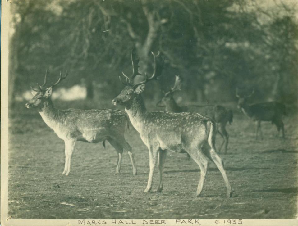 Gaceta: una imagen del parque de ciervos Markshall en 1935