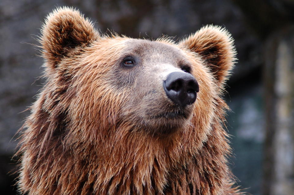 It doesn’t always pay to be bearish, but there are some reasons to be cautious about the market. Photo: Pexels