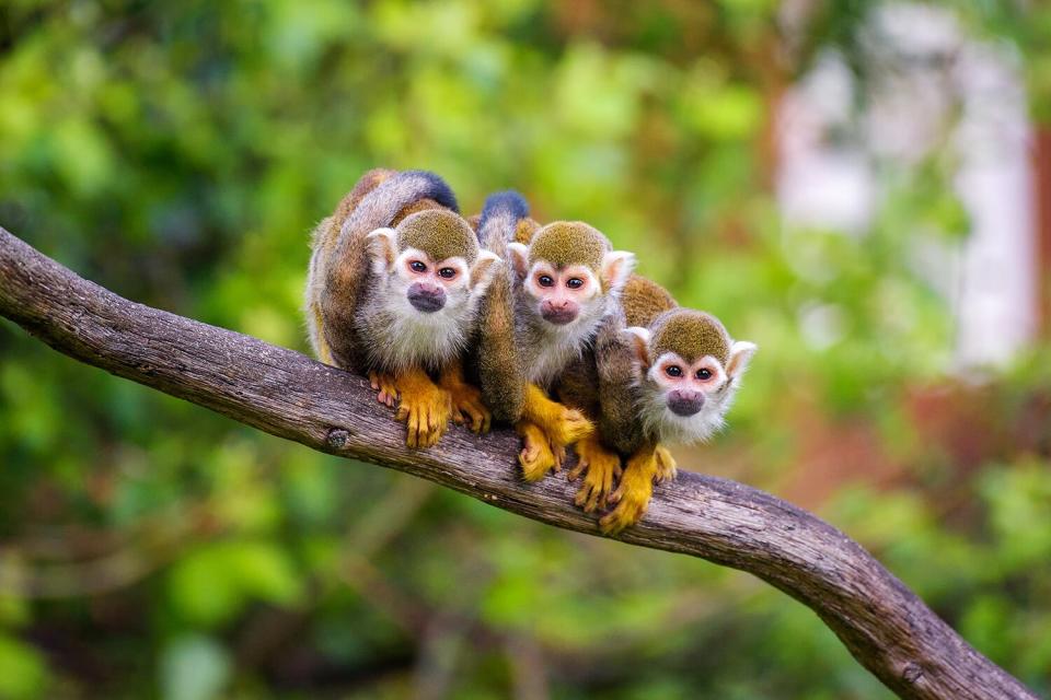 Three common squirrel monkeys sitting on a tree branch very close to each other