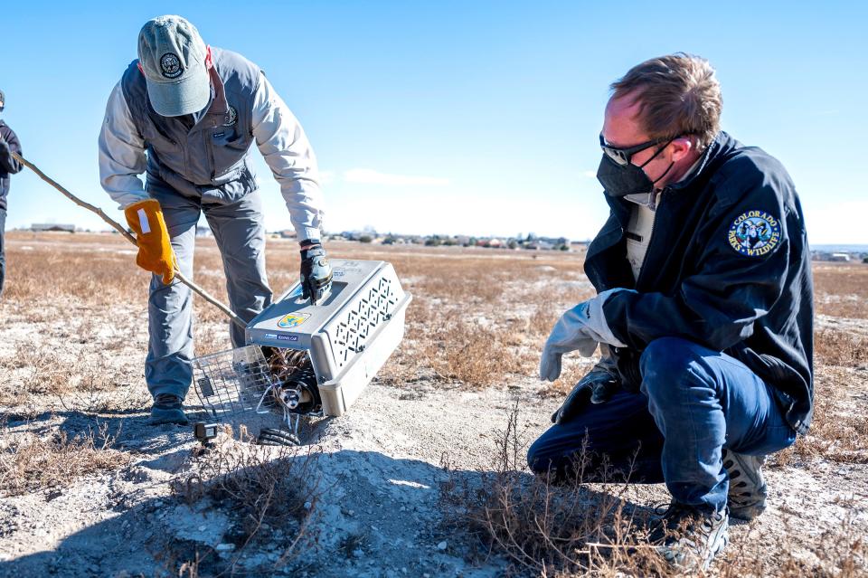 Volunteer Ken Anderson, left, releases a black footed ferret kit on the Walker Ranch in Pueblo West as Colorado Parks and Wildlife conservation biologist Ed Schmal supervises on Friday, November 19, 2021.