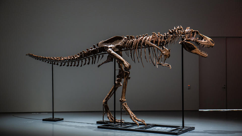 The Gorgosaurus skeleton. - Credit: Sotheby's