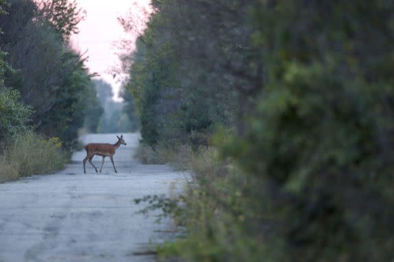 A deer walking through the Chernobyl Exclusion Zone in Ukraine.