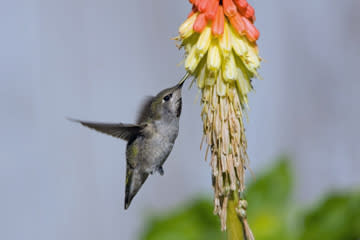 <b>Hummingbirds love the red-hot pokers in your garden.</b> ©iStockphoto.com/BirdImages