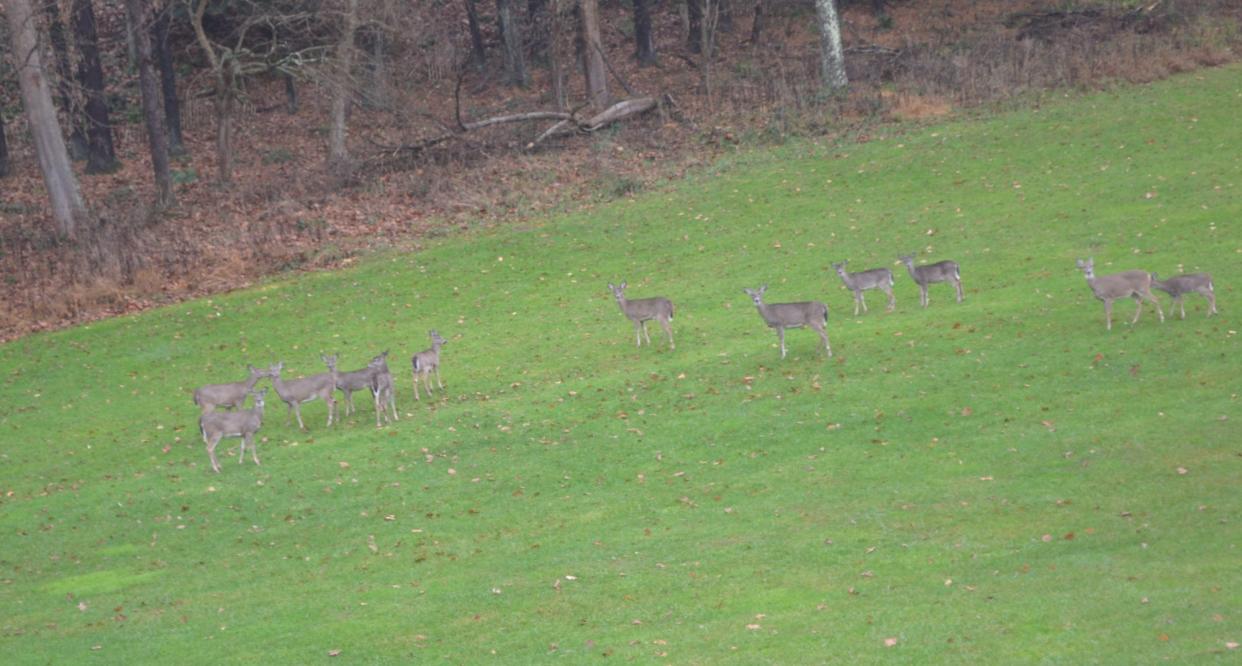 A small herd of deer grazing near a wooded area.