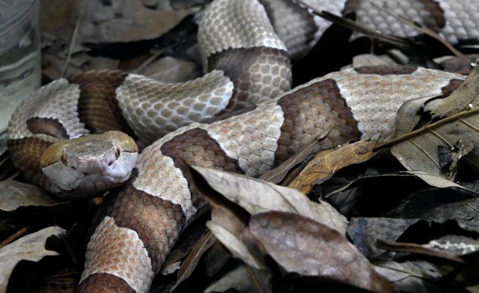 A copperhead watches visitors from its habitat at the N.C. Museum of Natural Sciences in Raleigh.